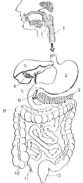 Рис. 80. Схема органов пищеварения: 1 - пищевод; 2 - желудок; 3 - печень; 4 - желчный пузырь; 5 - двенадцатиперстная кишка; 6 - желчный проток; 7 - поджелудочная железа; 8 - тонкие кишки; 9 - толстые кишки; 10 - слепая кишка; 11 - червеобразный отросток (аппендикс); 12 - прямая кишка
