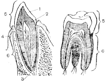 Рис. 81. Строение зуба: 1 - зубная эмаль; 2 - дентин; 3 - каналы, по которым сосуды и нервы входят в полость зуба (4); 5 - коронка; 6 - корень