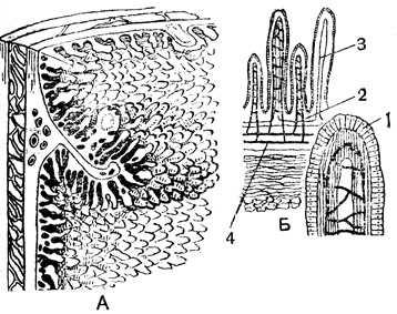 Рис. 85. Ворсинки: А - при рассматривании в лупу; Б - схема строения; 1 - слой клеток, через который происходит всасывание; 2 - кровеносные сосуды ворсинки; 3 - лимфатический сосуд в стенке кишки; 4 - кровеносные сосуды в стенке кишки