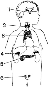 Рис. 89. Схема расположения некоторых желез внутренней секреции у ребенка: 1 - гипофиз; 2 - щитовидная железа; 3 - вилочковая железа; 4 - надпочечники; 5 - поджелудочная железа (островки); 6 - половые железы