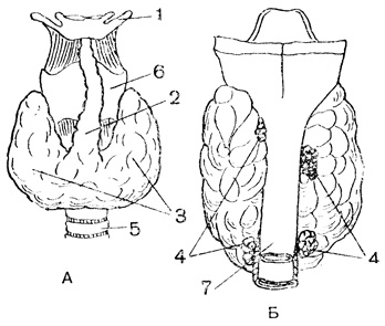 Рис. 90. Щитовидная железа человека спереди (А) и сзади (Б): 1 - подъязычная кость; 2 - средняя доля щитовидной железы; 3 - левая и правая доли ее; 4 - околощитовидные железы; 5 - трахея; 6 - щитовидный хрящ; 7 - пищевод