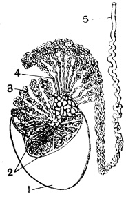 Рис. 94. Семенная железа: 1 - наружная поверхность яичка; 2 - дольки; 3 - семенные канальцы; 4 - выносящие канальцы; 5 - семявыносящий проток
