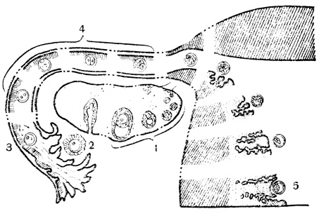 Рис. 96. Начальная стадия развития зародыша: 1 - созревание яйцеклетки в яичнике; 2 - созревшая яйцеклетка около открытого конца яйцевода; 3 - оплодотворение яйцеклетки (видны сперматозоиды); 4 - прохождение оплодотворенной яйцеклетки по яйцеводу; 5 - внедрение зародыша в стенку матки