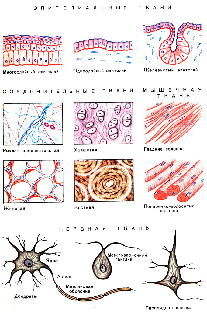Таблица I. Ткани человеческого организма