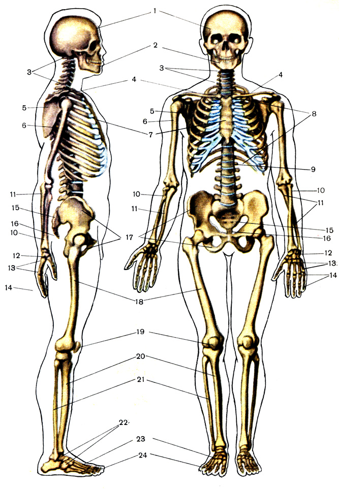 Таблица II. Скелет человека: 1 - череп; 2 - нижняя челюсть; 3 - шейные позвонки; 4 - ключица; 5 - лопатка; 6 - плечевая кость; 7 - грудная кость; 8 - ребра; 9 - поясничные позвонки; 10 - лучевая кость; 11 - локтевая кость; 12 - запястье; 13 - пясть; 14 - кости пальцев; 15 - крестец; 16 - копчик; 17 - тазовые кости; 18 - бедро; 19 - коленная чашечка; 20 - большая берцовая кость; 21 - малая берцовая кость; 22 - предплюсна; 23 - плюсна; 24 - кости пальцев ноги