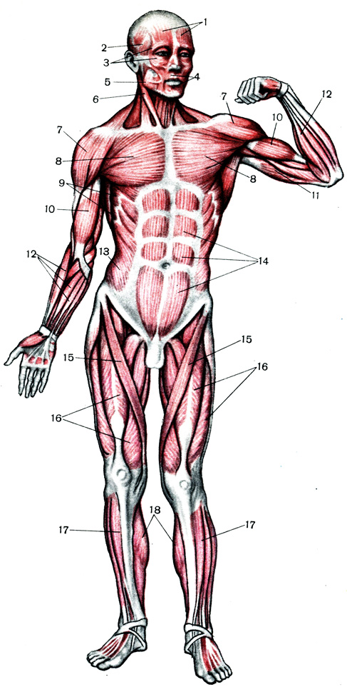 Таблица III. Мышцы человека спереди: 1 - лобная, собирающая кожу лба в поперечные складки; 2 - височная; 3 - круговая глаза, закрывающая глаз; 4 - круговая рта, закрывающая рот; 5 - жевательная (участвует в жевательных движениях); 6 - грудино-ключично-сосцевидная (при ее сокращении с обеих сторон голова наклоняется книзу, при сокращении с одной стороны - поворачивается в противоположную сторону, наклоняясь в сторону сократившейся мышцы); 7 - дельтовидная (поднимает руку); 8 - большая грудная (опускает руку, приводя ее вперед; при неподвижной руке поднимает грудную клетку); 9 - зубчатая (при усиленном вдохе поднимает грудную клетку); 10 - двухглавая (сгибает руку в локте); 11 - трехглавая (разгибает руку в локте); 12 - сгибатели кисти и пальцев; 13 - косая брюшная (наклоняет туловище вперед и поворачивает в сторону); 14 - прямая брюшная, сгибающая туловище вперед и опускающая грудную клетку; 15 - портняжная (сгибает ногу в колене и поворачивает голень внутрь; 16 - четырехглавый разгибатель бедра; 17 - передняя большеберцовая (разгибает голеностопный сустав); 18 - икроножная (сгибает голеностопный сустав); опуская переднюю и поднимая заднюю часть стопы; производит поднимание тела на носки)