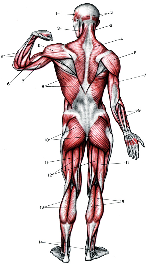 Таблица IV. Мышцы человека сзади: 1 - височная; 2 - затылочная; 3 - шейные (участвуют в движениях головы); 4 - трапецевидная (оттягивает лопатку к позвоночнику); 5 - дельтовидная; 6 - двухглавая; 7 - трехглавая; 8 - широкая спины (поворачивает руку внутрь и отводит ее назад); 9 - разгибатели кисти и пальцев; 10 - большая ягодичная (поворачивает бедро наружу); 11 - двухглавая бедра (сгибает ногу в колене); 12 - полусухожильная (разгибает ногу в тазобедренном суставе, сгибает в коленном и вращает голень внутрь); 13 - икроножная; 14 - ахиллово сухожилие