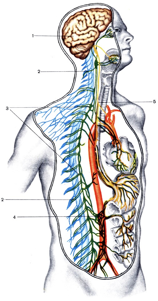 Таблица V. Нервная система человека: 1 - головной мозг; 2 - спинной мозг; 3 - пограничный ствол симпатической системы; 4-нервные симпатические узлы на аорте (солнечное сплетение); 5 - блуждающий (парасимпатический нерв); симпатические нервы даны зеленым цветом, парасимпатические - желтым, остальные нервы - синим