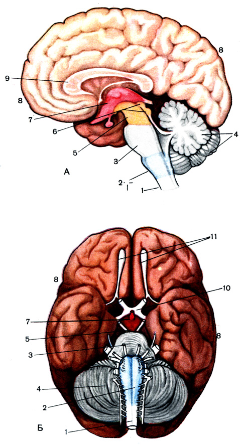 Таблица VI. Головной мозг: А - правая половина мозга (вход с внутренней стороны); Б - нижняя поверхность мозга; 1 - верхний участок спинного мозга; 2 - продолговатый мозг; 3 - мост; 4 - мозжечок; 5 - средний мозг; 6 - четверохолмие; 7 - промежуточный мозг; 8 - кора больших полушарий; 9 - мозолистое тело, соединяющее правое полушарие с левым; 10 - перекрест зрительных нервов; 11 - обонятельные луковицы