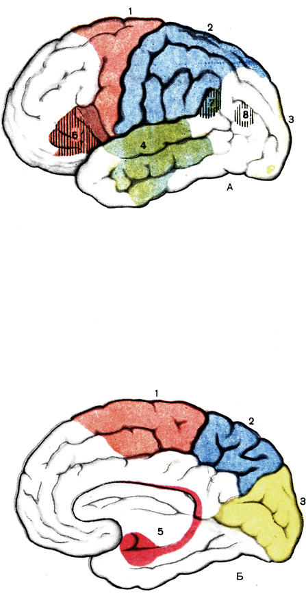 Таблица VII. Локализация функций в коре больших полушарий: А - наружная поверхность левого полушария; Б - внутренняя поверхность правого полушария; 1 - двигательный центр; 2 - центры кожной чувствительности; 3 - центры зрения; 4 - центры слуха; 5 - центры обоняния и вкуса; заштрихованные центры речи - двигательный (6), слуховой (7), зрительный (8)