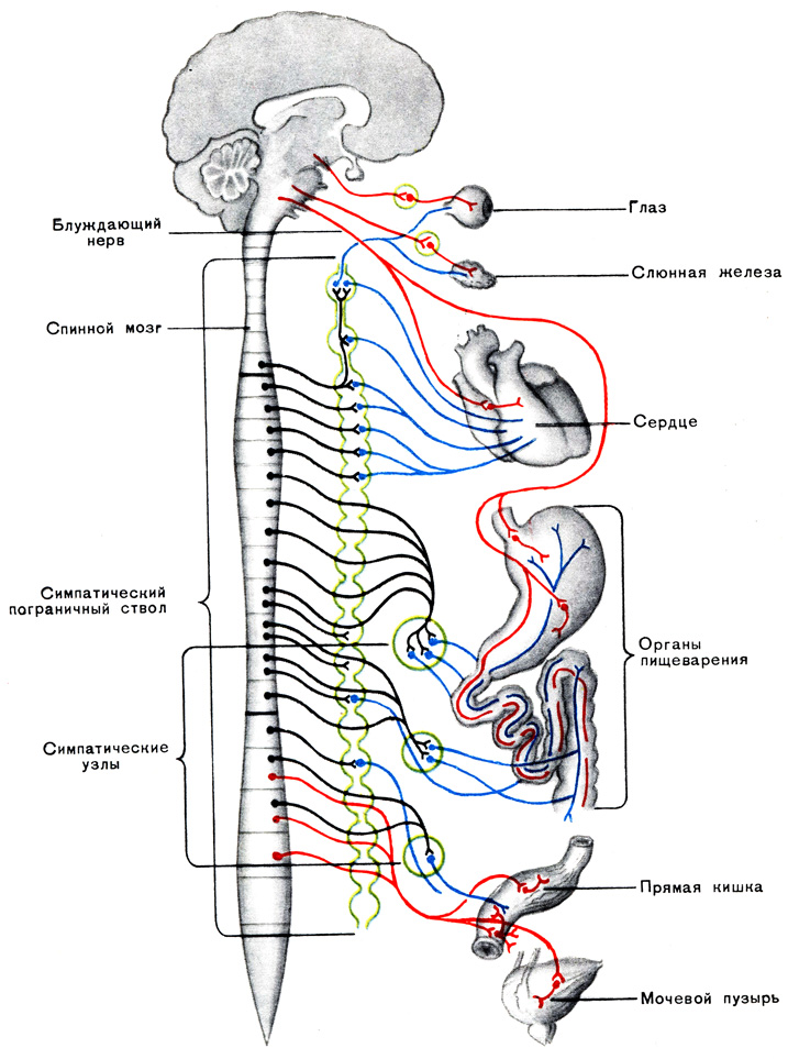 Таблица VIII. Схема вегетативной нервной системы