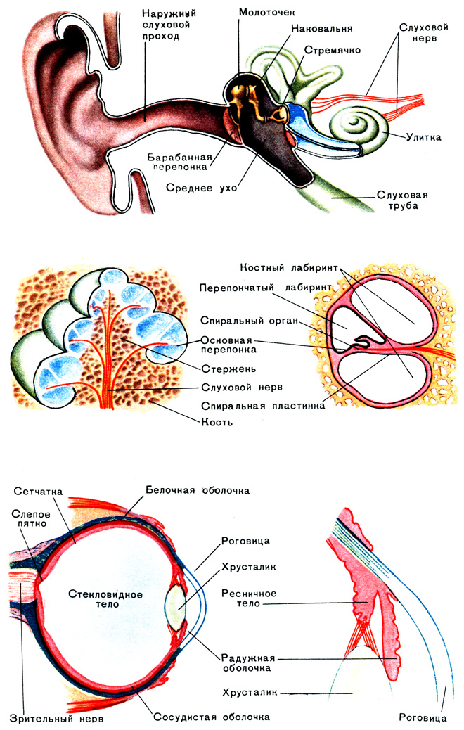 Таблица XI. Органы слуха и зрения
