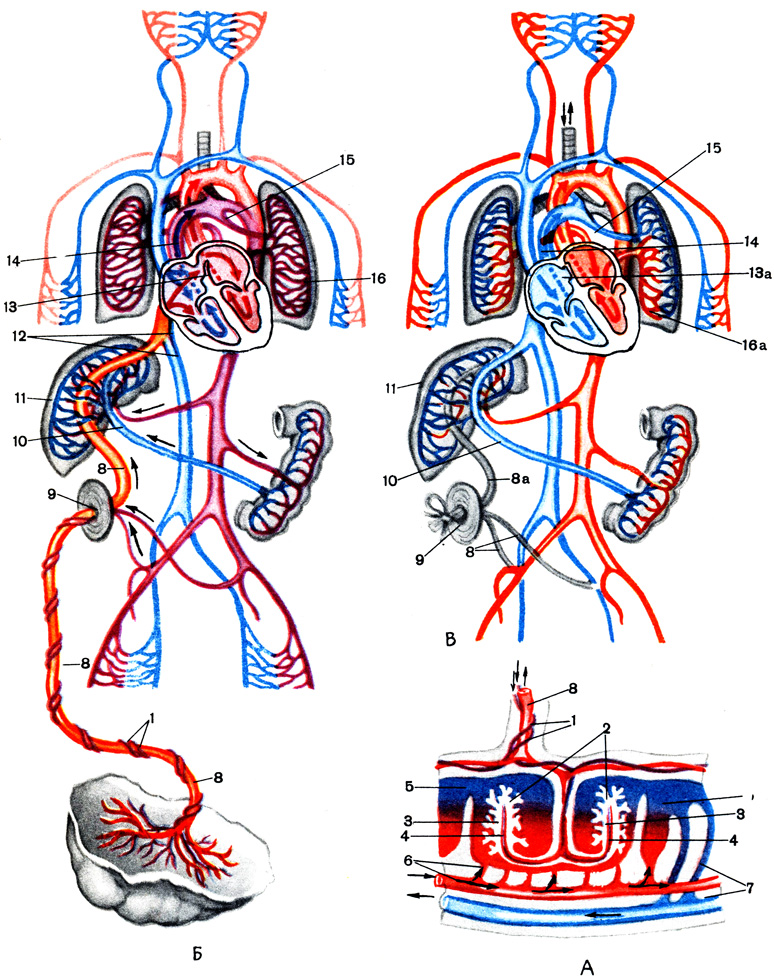Таблица XIII. Изменения в кровообращении при рождении: А - движение крови в плаценте; Б - кровообращение плода; В - кровообращение после рождения: 1 - пупочные артерии; 1а - пупочные связки (заросшие артерии); 2 - ворсинки; 3 - мельчайшая артерия, приносящая венозную кровь в ворсинку; 4 - мельчайшая вена, уносящая артериальную кровь из ворсинки; 5 и 6 - артерии материнского организма, изливающие кровь в промежутки между ворсинками, и вены, уносящие кровь оттуда; 5 - промежутки между артериями, заполненные кровью, поступающей из артерий (6) и вытекающей в вены (7) материнского организма; 8 - пупочная вена; 8а - круглая связка печени (заросшая вена); 9 - пупочное кольцо; 10 - воротная вена; 11 - печень; 12 - нижняя полая вена; 13 - отверстие между предсердиями; 13а - заросшее отверстие; 14 - легочная артерия; 15 - проток между легочной артерией и аортой; 15а - заросший проток; 16 - легкое