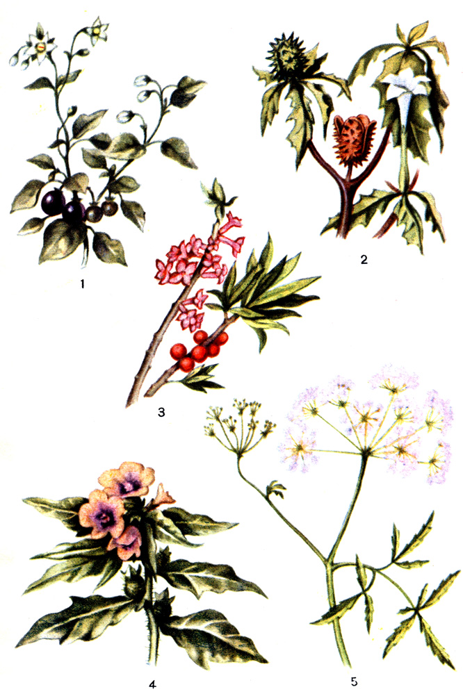 Таблица XV. Ядовитые растения: 1 - паслен; 2 - дурман; 3 - волчье лыко; 4 - белена; 5 - собачья петрушка