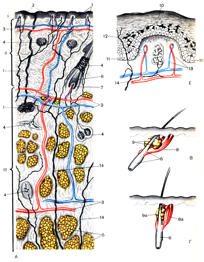 Таблица XVI. Строение кожи человека: А - разрез кожи; Б - надкожица; В и Г - корень волоса и сальная железа; I - надкожица; II - собственно кожа; III - подкожная клетчатка; 1 - потовая железа и ее проток; 2 - сосочки кожи; 3 - сосудистые сплетения (поверхностное, глубокое и подкожное; 4 - кожные рецепторы; 5 - жировые дольки; 6 - корень волоса; 7 - сосочек волоса; 8 - гладкая мышца расслабленная и сократившаяся (8а); 9 - сальная железа; 9а - сальная железа, сдавленная сократившейся мышцей (5а); 10 - роговый слой кожи; 11 - основной слой надкожицы; 12 - пигментные клетки; 13 - капилляры сосочков кожи; 14 - нервы