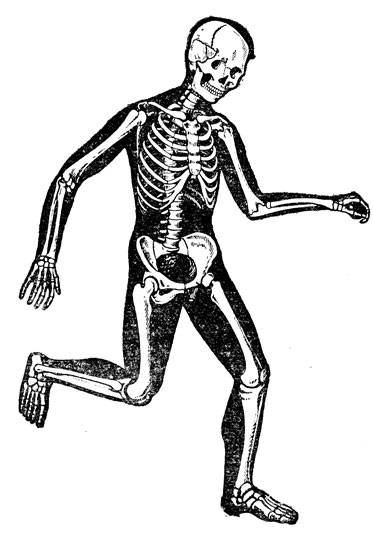 Рис. 7. Скелет бегущего человека