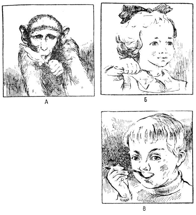 Рис. 9. Силовой захват у обезьяны (А) и ребенка (Б); точный захват, характерный лишь для человека (В)
