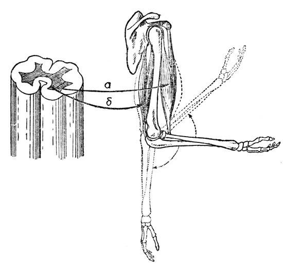 Рис. 12. Центры спинного мозга, управляющие двуглавой мышцей (а), и трехглавой мышцей (б)