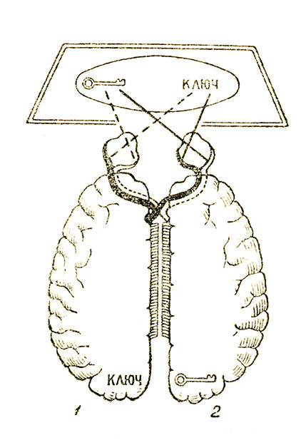 Рис. 33. Асиметрия полушарий головного мозга: 1 - левое полушарие; 2 - правое полушарие
