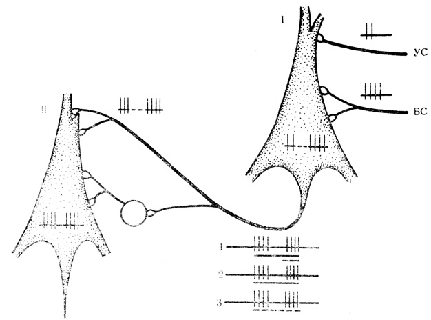 Рис. 2. Гипотетическая схема передачи условной связи, сложившейся в процессе сочетаний, с 'входного' нейрона (I) на 'выходной' нейрон (II) по одному общему пути. Клетка круглой формы - вставочный нейрон возбуждающего действия. На осциллограммах - различные формы условной активности, которые возможно регистрировать с 'выходного' нейрона: 1 - обычная реакция на условный (УС) и безусловный (БС) стимулы, обозначенные длинной и короткой линией под осциллограммой; 2 - воспроизведение следовых разрядов на БС при его пропуске в сочетании; 3 - воспроизведение следовых разрядов на УС и БС при пропуске всего сочетания (обозначено пунктиром) в условных реакциях на время. Дополнительные пояснения в тексте