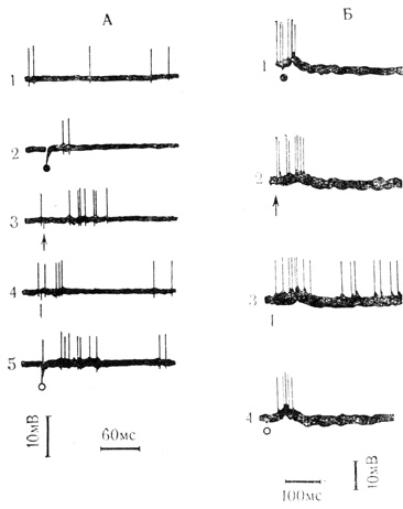 Рис. 8. Реакции двух нейронов (А и Б) сенсомоторной коры кролика на стимулы различной модальности. Хлоралозовый наркоз. А - внеклеточная регистрация. 1 - контрольная запись; 2-5 - ответы на стимулы различной модальности, обозначения модальности раздражителей те же, что на рис. 7; Б - частично внутриклеточная запись: 1-4 - постсинаптические реакции на те же стимулы (Л. Л. Воронин, В. Л, Эзрохи, 1971а)