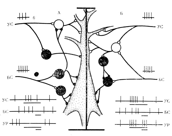 Рис. 18. Схема выработки активирующих и тормозных условных реакций нейрона. Объяснение в тексте