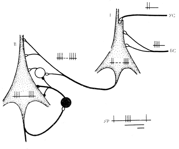 Рис. 21. Схема организации клеточных механизмов торможения подкрепляющего действия. I - 'входной' нейрон, на котором конвергируют условный (УС) и безусловный (БС) стимулы; II - 'выходной' нейрон, па который по общему пути передается сложившаяся связь между сочетаемыми стимулами: УР - условная реакция 'выходного' нейрона. Белый кружок - возбуждающая вставочная клетка, черный - тормозная вставочная клетка. Дополнительные пояснения в тексте
