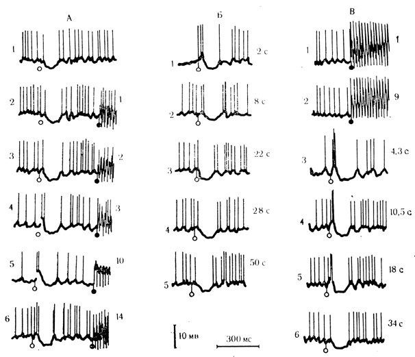 Рис. 24. Синаптические реакции нейронов двигательной коры при коротких (2-4 с) интервалах между сочетаниями (А, Б) и при пробах на 'псевдообусловливание' (В). А: 1 - контрольная реакция на условный стимул; 2-6 - сочетания; показа ю начало длительного (900 мс) безусловного стимула; каждый из импульсов подкрепления вызывает потенциал действия; Б - ответы на условный стимул после серии сочетаний; В: 1, 2 - предъявление подкрепляющего стимула вне сочетаний; 3-б ответы на условный стимул после девяти таких предъявлений. Цифры справа от осциллограмм - порядковый номер сочетаний (А), предъявления подкрепления (В 1, 2) и время (с) после последнего подкрепления (Б, В 3-6). Светлые кружки - отметка условного стимула, темные - подкрепления (Л. Л. Воронин, Р. Г. Кожедуб, 1971 б)