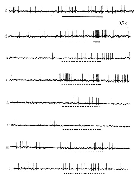 Рис. 43. Активирующие условные реакции на время нейрона двигательной коры. а и б - 45-е и 50-е сочетание звукового стимула (щелчки 15 в 1 с) с злектрокожным раздражением конечности; условный стимул обозначен тонкой линией, подкрепляющий - толстой; в - з - серия из 6 последовательных пропусков сочетаний (пунктирная линия) с 30-секундными интервалами. Наиболее интенсивные следовые разряды с воспроизведением интервала отставления подкрепляющего стимула в сочетании, возникли во втором пропуске (г) после 50-го сочетания