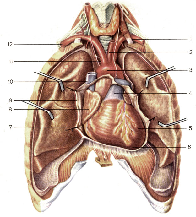 Положение сердца в грудной клетке (перикард вскрыт). 1 — левая подключичная артерия (a. subclavia sinistra); 2 — левая общая сонная артерия (a. carotis communis sinistra); 3 — дуга аорты (arcus aortae); 4 — легочный ствол (truncus pulmonalis); 5 — левый желудочек (ventriculus sinister); 6 — верхушка сердца (apex cordis); 7 — правый желудочек (ventriculus dexter); 8 — правое предсердие (atrium dextrum); 9 — перикард (pericardium); 10 — верхняя полая вена (v. cava superior); 11 — плечеголовной ствол (truncus brachiocephalicus); 12 — правая подключичная артерия (a. subclavia dextra) [1989 Липченко В Я Самусев Р П - Атлас нормальной анатомии человека]