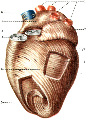 Мышечный слой сердца (по Р. Д. Синельникову). 1 — vv. pulmonales; 2 — auricula sinistra; 3 — наружный мышечный слой левого желудочка; 4 — средний мышечный слой; 5 — глубокий мышечный слой; 6 — sulcus interventricularis anterior; 7 — valva trunci pulmonalis; 8 — valva aortae; 9 — atrium dextrum; 10 — v. cava superior [1978 Краев А В - Анатомия человека Том II]