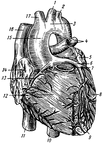 Сердце и крупные сосуды (вид спереди). 1 — левая общая сонная артерия; 2 — левая подключичная артерия; 3 — дуга аорты; 4 — левые легочные вены; 5 — левое ушко; 6 — левая венечная артерия; 7 — легочная артерия (отсечена); 8 — левый желудочек; 9 — верхушка сердца; 10 — нисходящая аорта; 11 — нижняя полая вена; 12 — правый желудочек; 13 — правая венечная артерия; 14 — правое ушко; 15 — восходящая аорта; 16 — верхняя полая вена; 17 — безымянная артерия [1959 Станков А Г - Анатомия человека]