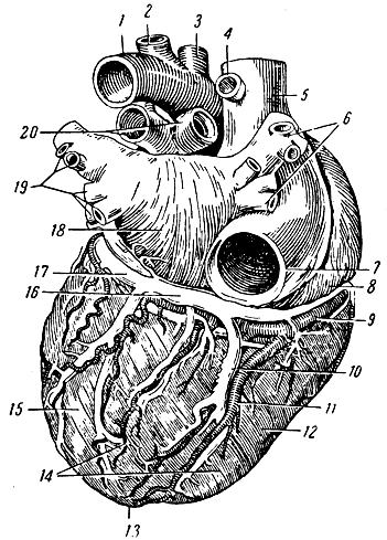 Сердце (вид сзади). 1 — дуга аорты; 2 — левая подключичная артерия; 3 — левая общая сонная артерия; 4 — непарная вена; 5 — верхняя полая вена; 6 — правые легочные вены; 7 — нижняя полая вена; 8 — правое предсердие; 9 — правая венечная артерия; 10 — средняя вена сердца; 11 — нисходящая ветвь правой венечной артерии; 12 — правый желудочек; 13 — верхушка сердца; 14 — диафрагмальная поверхность сердца; 15 — левый желудочек; 16—17 — общий сток сердечных вен (венечный синус); 18 — левое предсердие; 19 — левые легочные вены; 20 — ветви легочной артерии [1959 Станков А Г - Анатомия человека]