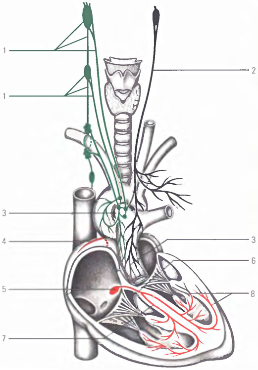 Иннервация сердца. Симпатические нервы - только правая сторона (зелёный цвет): 1 - симпатическая узловая цепь, 3 - сердечное сплетение. Парасимпатические нервы - только левая сторона (чёрный цвет): 2 - блуждающий нерв. Проводящая система (красный цвет): 4 - синусно-предсердный узел, 5 - предсердно-желудочный узел, 6 - предсердно-желудочный пучок (Гисса), 7 - ножки предсердно-желудочного пучка, 8 - проводящие мышечные волокна Пуркинье
