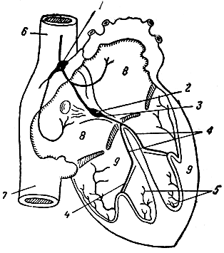 Проводящая система сердца. Схема расположения проводящей системы в сердце человека. 1 — узел Кис-Флака; 2 — узел Ашоф-Тавара; 3 — пучок Гиса; 4 — ножки пучка Гиса; 5 — сеть волокон Пуркинье; 6 — верхняя полая вена; 7 — нижняя полая вена; 8 — предсердия; 9 — желудочки [1959 Станков А Г - Анатомия человека]