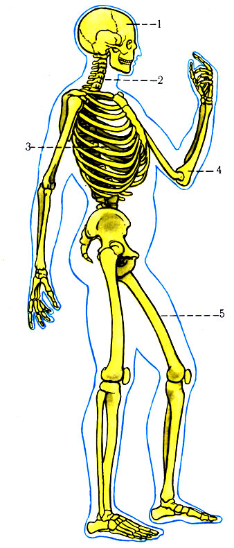 Части тела и его отделы. 1 - голова (отделы: мозговой и лицевой); 2 - шея (отделы: собственно шея - спереди, выя - сзади); 3 - туловище (отделы: спина, грудь, живот, таз); 4 - верхняя конечность (отделы: подмышка, плечо, локоть, предплечье, кисть); 5 - нижняя конечность (отделы: бедро, колено, голень, стопа)  [1978 Краев А В - Анатомия человека Том 1]