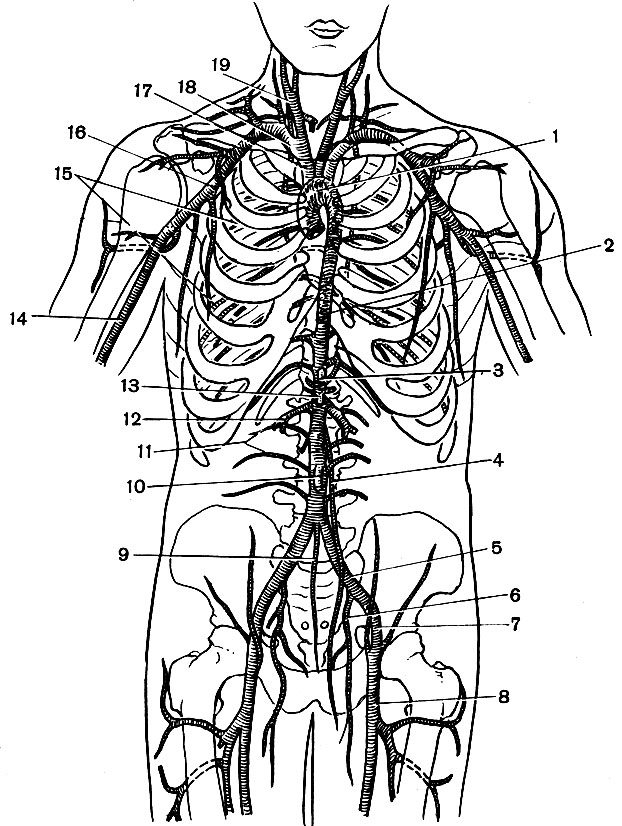 Артерии, отходящие от аорты (схема): 1 — дуга аорты; 2 — нисходящая аорта; 3 — чревный ствол; 4 — левая семенниковая артерия; 5 — левая общая подвздошная, 6 — левая внутренняя и 7 — наружная подвздошные; 8 — левая бедренная; 9 — средняя крестцовая; 10 — нижняя брыжеечная; 11 — поясничные; 12 — правая почечная; 13 — верхняя брыжеечная; 14 — плечевая; 15 — межрёберные; 16 — подкрыльцовая; 17 — плечеголовной ствол; 18 — подключичная; 19 — общая сонная [1979 Курепина М М Воккен Г Г - Анатомия человека]