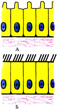 Схема строения разновидностей цилиндрического эпителия: А - каёмчатый эпителий; Б - мерцательный эпителий (реснитчатый эпителий)