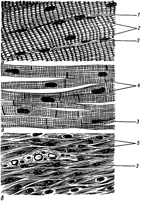 Мышечная ткань (Стерки П., 1984). а - продольное сечение скелетной мышцы; б - сердечная исчерченная мышечная ткань; в - неисчерченная (гладкая) мышечная ткань; 1 - сарколемма; 2 - поперечная исчерченность; 3 - ядра; 4 - вставочные диски; 5 - гладкомышечные клетки [1988 Воробьева Е А Губарь А В Сафьянникова Е Б - Анатомия и физиология: Учебник]