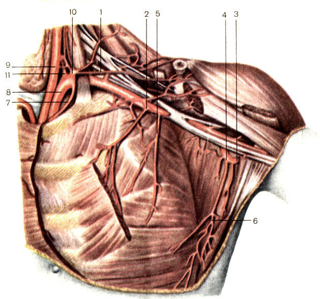 Артерии подмышечной области. 1 — поперечная артерия шеи (a. transversa cervicis); 2 — грудоакромиальная артерия (a. thoracoacromialis); 3 — артерия, огибающая лопатку (a. circumflexa scapulae); 4 — подлопаточная артерия (a. subscapularis); 5 — латеральная грудная артерия (a. thoracica lateralis); 6 — грудоспинная артерия (a. thoracodorsal); 7 — внутренняя грудная артерия (a. thoracica interna); 8 — подключичная артерия (a. subclavia); 9 — общая сонная артерия (a. carotis communis); 10 — щитошейный ствол (truncus thyrocervicalis); 11 — позвоночная артерия (a. vertebralis) [1989 Липченко В Я Самусев Р П - Атлас нормальной анатомии человека]