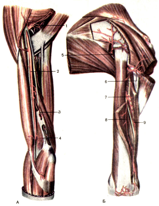 Артерии плеча, правого. А — вид спереди; Б — вид сзади; 1 — подлопаточная артерия (a. subscapularis); 2 — плечевая артерия (a. brachialis); 3 — верхняя локтевая коллатеральная артерия (a. collateralis ulnaris superior); 4 — нижняя локтевая коллатеральная артерия (a. collateralis ulnaris inferior); 5 — артерия, огибающая лопатку (a. circumflexa scapulae); 6 — задняя артерия, огибающая плечевую кость (a. circumflexa posterior humeri); 7 — глубокая артерия плеча (a. profunda brachii); 8 — средняя коллатеральная артерия (a. collateralis media); 9 — лучевая коллатеральная артерия (a. collateralis radialis) [1989 Липченко В Я Самусев Р П - Атлас нормальной анатомии человека]
