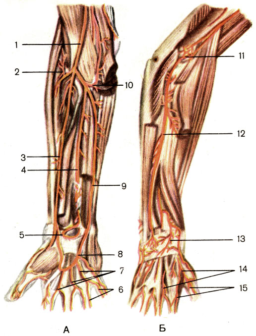 Артерии предплечья и кисти, правых. А — вид спереди; Б — вид сзади; 1 — плечевая артерия (a. brachialis); 2 — лучевая возвратная артерия (a. reccurens radialis); 3 — лучевая артерия (a. radialis); 4 — передняя межкостная артерия (a. interossea anterior); 5 — ладонная сеть запястья (rete carpale palmare); 6 — собственные ладонные пальцевые артерии (аа. digitales palmares propriae); 7 — общие ладонные пальцевые артерии (аа. digitales palmares communes); 8 — поверхностная ладонная дуга (arcus palmaris superficialis); 9 — локтевая артерия (a. ulnaris); 10 — локтевая возвратная артерия (a. reccurens ulnaris); 11 — локтевая суставная сеть (rete articulare cubiti); 12 — задняя межкостная артерия (a. interossea posterior); 13 — тыльная сеть запястья (rete carpale dorsale); 14 — тыльные пястные артерии (аа. metacarpales dorsales); 15 — тыльные пальцевые артерии (аа. digitales dorsales) [1989 Липченко В Я Самусев Р П - Атлас нормальной анатомии человека]