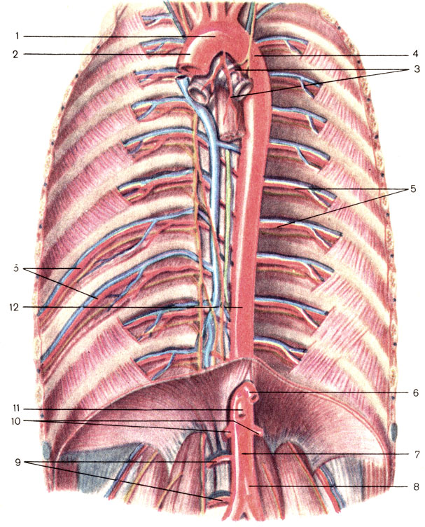 Аорта. 1 — дуга аорты (arcus aortae); 2 — восходящая часть аорты (pars ascendens aortae); 3 — бронхиальные и пищеводные ветви (rami bronchiales et esophagales), 4 — нисходящая часть аорты (pars descendens aortae); 5 — задние межрёберные артерии (аа. intercostales posteriores); 6 — чревный ствол (truncus coeliacus); 7 — брюшная часть аорты (pars abdominalis aortae); 8 — нижняя брыжеечная артерия (a. mesenterica inferior); 9 — поясничные артерии (аа. lumbales); 10 — почечная артерия (a. renalis); 11 — верхняя брыжеечная артерия (a. mesenterica superior); 12 — грудная часть аорты (pars thoracica aortae) [1989 Липченко В Я Самусев Р П - Атлас нормальной анатомии человека]