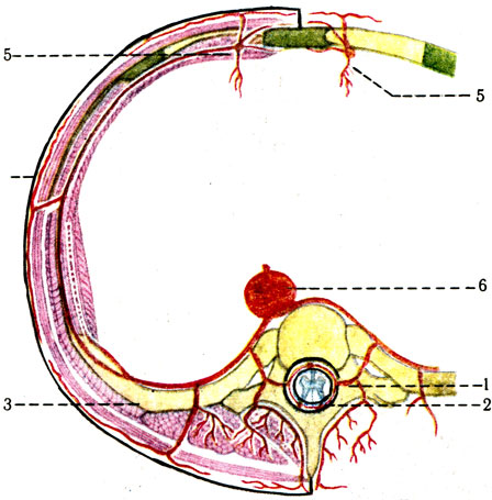 Схема строения межрёберных артерий и их анастомозы. 1 — r. dorsalis; 2 — r. spinalis; В — a. intercostalis anterior; 4 — r. cutaneus lateralis; 5 — a. thoracica interna; 6 — aorta [1978 Краев А В - Анатомия человека Том II]