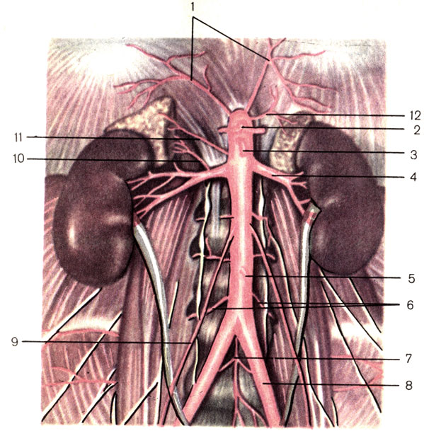 Брюшная часть аорты. 1 — нижние диафрагмальные артерии (аа. phrenicae inferiores); 2 — чревный ствол (truncus coeliacus); 3 — верхняя брыжеечная артерия (a. mesenterica superior); 4 — почечная артерия (a. renalis); 5 — нижняя брыжеечная артерия (a. mesenterica inferior); 6 — поясничные артерии (аа. lumbales); 7 — срединная крестцовая артерия (a. sacralis mediana); b — общая подвздошная артерия (a. iliaca communis); 9 — яичковая (яичниковая) артерия [a. testicularis (ovarica)]; 10 — нижняя надпочечниковая артерия (a. suprarenalis inferior); 11 — средняя надпочечниковая артерия (a. suprarenalis media); 12 — верхняя надпочечниковая артерия (a. suprarenalis superior) [1989 Липченко В Я Самусев Р П - Атлас нормальной анатомии человека]