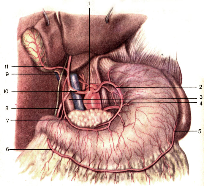 Чревный ствол и его ветви. 1 — чревный ствол (truncus coeliacus); 2 — левая желудочная артерия (a. gastrica sinistra); 3 — воротная вена (v. portae hepatis); 4 — селезеночная артерия (a. splenica); 5 — левая желудочно-сальниковая артерия (a. gastro-epiploica sinistra); 6 — правая желудочно-сальниковая артерия (a. gastro-epiploica dextra); 7 — правая желудочная артерия (a. gastrica dextra); 8 — гастродуоденальная артерия (a. gastroduodenalis); 9 — собственная печеночная артерия (a. hepatica propria); 10 — общая печеночная артерия (a. hepatica communis); 11 — желчнопузырная артерия (a. cystica) [1989 Липченко В Я Самусев Р П - Атлас нормальной анатомии человека]