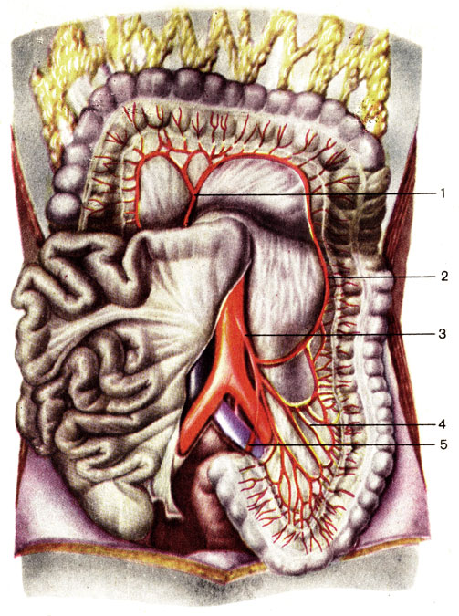 Нижняя брыжеечная артерия и её ветви. 1 — средняя ободочно-кишечная артерия (a. colica media); 2 — левая ободочно-кишечная артерия (a. colica sinistra); 3 — нижняя брыжеечная артерия (a. mesenterica inferior); 4 — сигмовидно-кишечные артерии (аа. sigmoideae); 5 — верхняя прямокишечная артерия (a. rectalis superior) [1989 Липченко В Я Самусев Р П - Атлас нормальной анатомии человека]