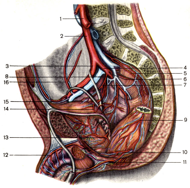 Артерии таза. 1 — брюшная часть аорты (pars abdominalis aortae); 2 — общая подвздошная артерия (a. iliaca communis); 3 — наружная подвздошная артерия (a. iliaca externa); 4 — внутренняя подвздошная артерия (a. iliaca interna); 5 — срединная крестцовая артерия (a. sacralis mediana); 6 — задняя ветвь внутренней подвздошной артерии (ramus posterior a. iliacae internae); 7 — латеральная крестцовая артерия (a. sacralis lateralis); 8 — передняя ветвь внутренней подвздошной артерии (ramus anterior a. iliacae internae); 9 — средняя прямокишечная артерия (a. rectalis media); 10 — нижняя прямокишечная артерия (a. rectalis inferior); 11 — внутренняя половая артерия (a. pudenda interna); 12 — дорсальная артерия полового члена (a. dorsalis penis); 13 — нижняя мочепузырная артерия (a. vesicalis inferior); 14 — верхняя мочепузырная артерия (а. vesicalis superior); 15 — нижняя надчревная артерия (a. epigastrica inferior); 16 — глубокая артерия, огибающая подвздошную кость (a. circumflexa iliaca profunda) [1989 Липченко В Я Самусев Р П - Атлас нормальной анатомии человека]