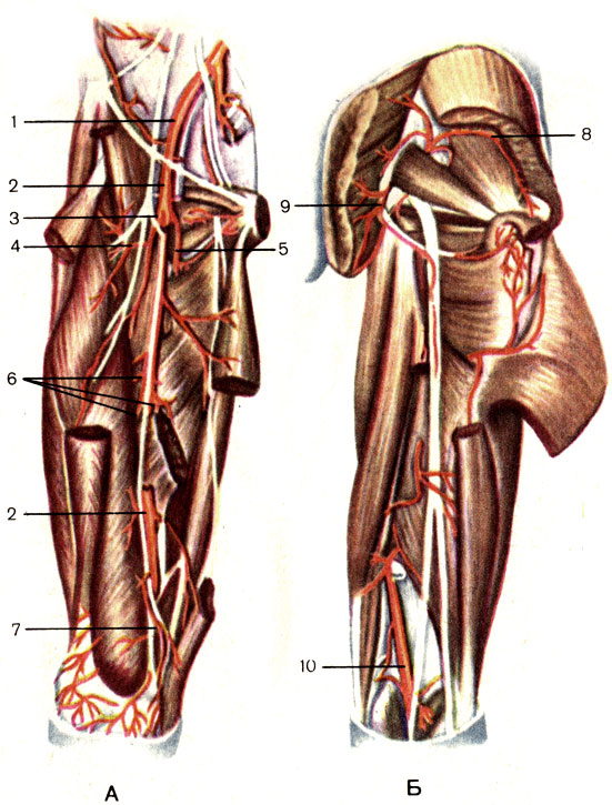 Артерии бедра, правого. А - вид спереди; Б - вид сзади; 1 - наружная подвздошная артерия (a. iliaca externa); 2 - бедренная артерия (a. femoralis); 3 - глубокая артерия бедра (a. profunda femoris); 4 - латеральная артерия, огибающая бедренную кость (a. circumflexa femoris lateralis); 5 - медиальная артерия, огибающая бедренную кость (a. circumflexa femoris medialis); 6 - прободающие артерии (аа. perforantes); 7 - нисходящая коленная артерия (a. descendens genicularis); 8 - верхняя ягодичная артерия (a. glutea superior); 9 - нижняя ягодичная артерия (a. glutea inferior); 10 - подколенная артерия (а. роplitea) [1989 Липченко В Я Самусев Р П - Атлас нормальной анатомии человека]
