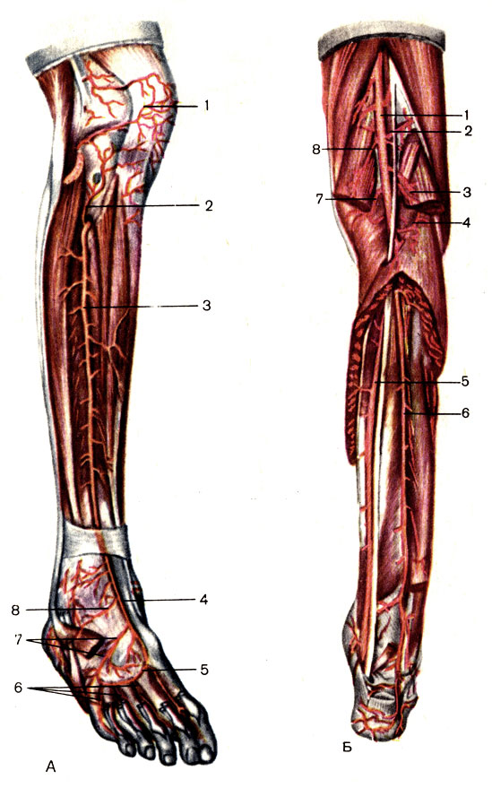Артерии голени и стопы, правых. А — вид спереди: 1 — сеть надколенника (rete patellae); 2 — передняя большеберцовая возвратная артерия (a. recurrens tibialis anterior); 3 — передняя большеберцовая артерия (a. tibialis anterior); 4 — тыльная артерия стопы (a. dorsalis pedis); 5 — дугообразная артерия (a. arcuata); 6 — тыльные пальцевые артерии (аа. digitales dorsales); 7 — тыльные плюсневые артерии (аа. metatarsales dorsales); 8 — латеральная предплюсневая артерия (a. tarsalis lateralis). Б — вид сзади: 1 — подколенная артерия (a. poplitea); 2 — латеральная верхняя коленная артерия (a. superior lateralis genus); 3 — латеральная нижняя коленная артерия (a. inferior lateralis genus); 4 — икроножные артерии (аа. surales); 5 — задняя большеберцовая артерия (a. tibialis posterior); 6 — малоберцовая артерия (а. регопеа); 7 — медиальная нижняя коленная артерия (a. inferior medialis genus); 8 — медиальная верхняя коленная артерия (a. superior medialis genus) [1989 Липченко В Я Самусев Р П - Атлас нормальной анатомии человека]